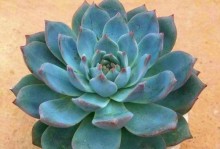 多肉植物养护指南（教你如何成为多肉植物养育专家）