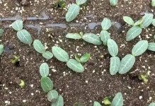 丝瓜种植时间和生长周期详解（掌握关键时期稳定丰收不是难事）