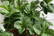 栀子花黄叶子的治疗方法（如何有效治疗栀子花黄叶子问题）
