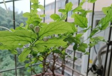 窗台兰花养护指南（掌握关键技巧，让窗台兰花长盛不衰）