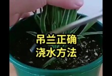 金边吊兰烂的原因及处理方法（保养金边吊兰的关键技巧和常见问题解答）