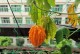 金铃子种植的时间和方法（打造美丽庭院的必备技能，从种植时间和方法开始）
