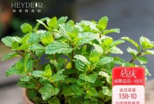 迷迭香，一种令人沉迷的香气（探究迷迭香的神秘之处，闻出别样滋味）