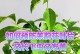 茉莉花叶子变黄怎么办？（解决方法及常见原因分析）