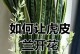 虎皮兰怎么养才能开花多（打造多姿多彩的虎皮兰园林）