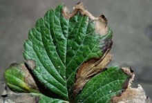 冬季草莓叶子干枯的处理方法（保护草莓叶子免受寒冷侵害）