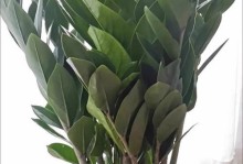 如何养护摇钱树，实现财富增长（摇钱树种植技巧与养护要点）