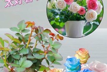 在家种植玫瑰花的全指南（从种子到盛开，让美丽绽放在自己家）