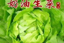 生菜球的最佳播种时间（选择合适的时间，让生菜更加茁壮成长）