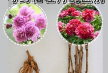 探索花王的魅力——以牡丹品种花王为例（品味花王的优雅与高贵）