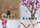 冬天养红梅的技巧（赏冬花，红梅不凋零）