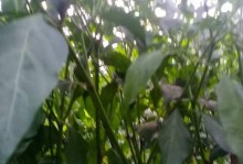 辣椒不结果的原因和解决方法（为什么辣椒不结果？如何改善辣椒不结果？）