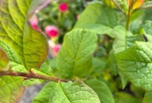 丁香叶子耷拉的原因及应对方法（揭秘丁香叶子耷拉的真相，教你恢复叶片健康）