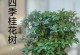 桂花盆栽的种植与养护（好养又好看的桂花盆栽，不容错过！）