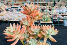 肉肉植物秋丽的养护指南（打造美丽室内园林，从秋丽开始）