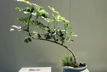 以水培鸭掌木的盆栽技巧（水培鸭掌木盆栽的关键要点与注意事项）