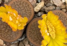 解读生石花的开花现象（生石花的花开完了，应如何处理？）