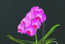 探索兰花培育新品种的方法与技巧（以兰花为例，分享培育新品种的关键步骤和成功经验）