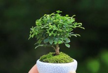九里香盆栽的养护秘籍（从叶子到花朵，成就繁茂的九里香）