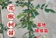 在家门口种花椒树，让生活更美好（了解花椒树的种植条件和养护技巧，打造自己的花椒园）