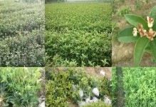 揭秘（掌握嫁接技巧，让你的桂花树生长更加美丽）