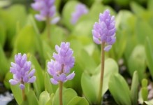 耐寒植物的种类和特点（探秘严寒中的“生命力”）