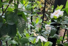 栀子花换盆后叶黄了怎么办？（解决栀子花换盆后叶子变黄的方法和技巧）
