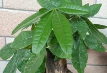 掌握发财树的种植、养护和神秘的故事（掌握发财树的种植、养护和神秘的故事）