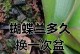 花蝴蝶兰换盆的步骤与注意事项（如何正确给花蝴蝶兰更换盆土，促进其生长发展）