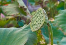 莲蓬成熟季节及营养价值（夏季盛开，秋季成熟，探究莲蓬的营养价值）