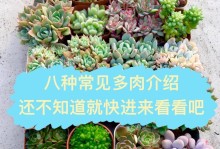 多肉养护指南（多肉初心者必看，种植多肉的关键技巧和注意事项）