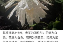 昙花开放的美丽与哲理（人生如昙花，把握转瞬即逝的美好）
