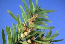 红豆杉（探究红豆杉的生物学特征及分类）