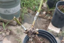 正确剪枝时间是打造美丽蔷薇的关键（合适的时间点、技巧与注意事项）
