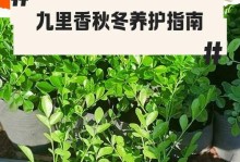 黄叶烦恼，九里香的解救之道（护叶要从根本下手，关键是养护管理）