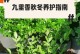 黄叶烦恼，九里香的解救之道（护叶要从根本下手，关键是养护管理）