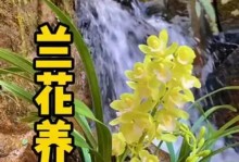 《兰花开花后的处理方法》（如何正确处理兰花的开花期）