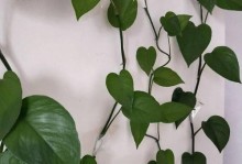 绿箩招虫子的应对措施（如何有效解决绿箩招虫子问题）