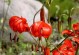 山丹花的种类和特点（探索山丹花的花型、花色和香气）