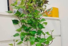 地瓜盆栽快速生长的秘诀（掌握土壤、水分、光照等关键要素，助您地瓜盆栽成长神速）