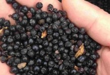 如何正确种植玫瑰种子（玫瑰种子的选择和种植技巧）