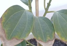 冬天叶子黄的平安树怎么办？（保护平安树，让其在冬天依旧翠绿如常）