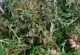 东北大蒜收获季节详解（了解东北大蒜的收获时间，科学种植，优质收获）