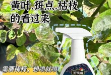 月季枯枝病与伤口瘤的区分及防治（如何识别和处理月季枯枝病和伤口瘤问题）