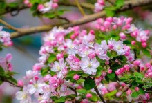 海棠花是否有香味？解开谜团！（探究海棠花的气味是否与品种、环境有关）
