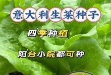 生菜种子的特点及生长过程详解（从外观到生长周期，了解生菜种子）