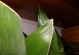 箭羽竹芋发黄原因及处理方法（保持箭羽竹芋绿色的关键）