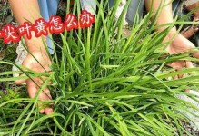 老韭菜叶的食用方法与功效（探索老韭菜叶的独特价值，创意美食助你拥抱健康生活）