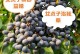 女贞树长白色的菌（女贞树长白色的菌的发现与研究进展）
