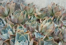 夏天多肉植物的正确浇水方法（掌握浇水时间、水量和浇水频率，让多肉植物健康成长）